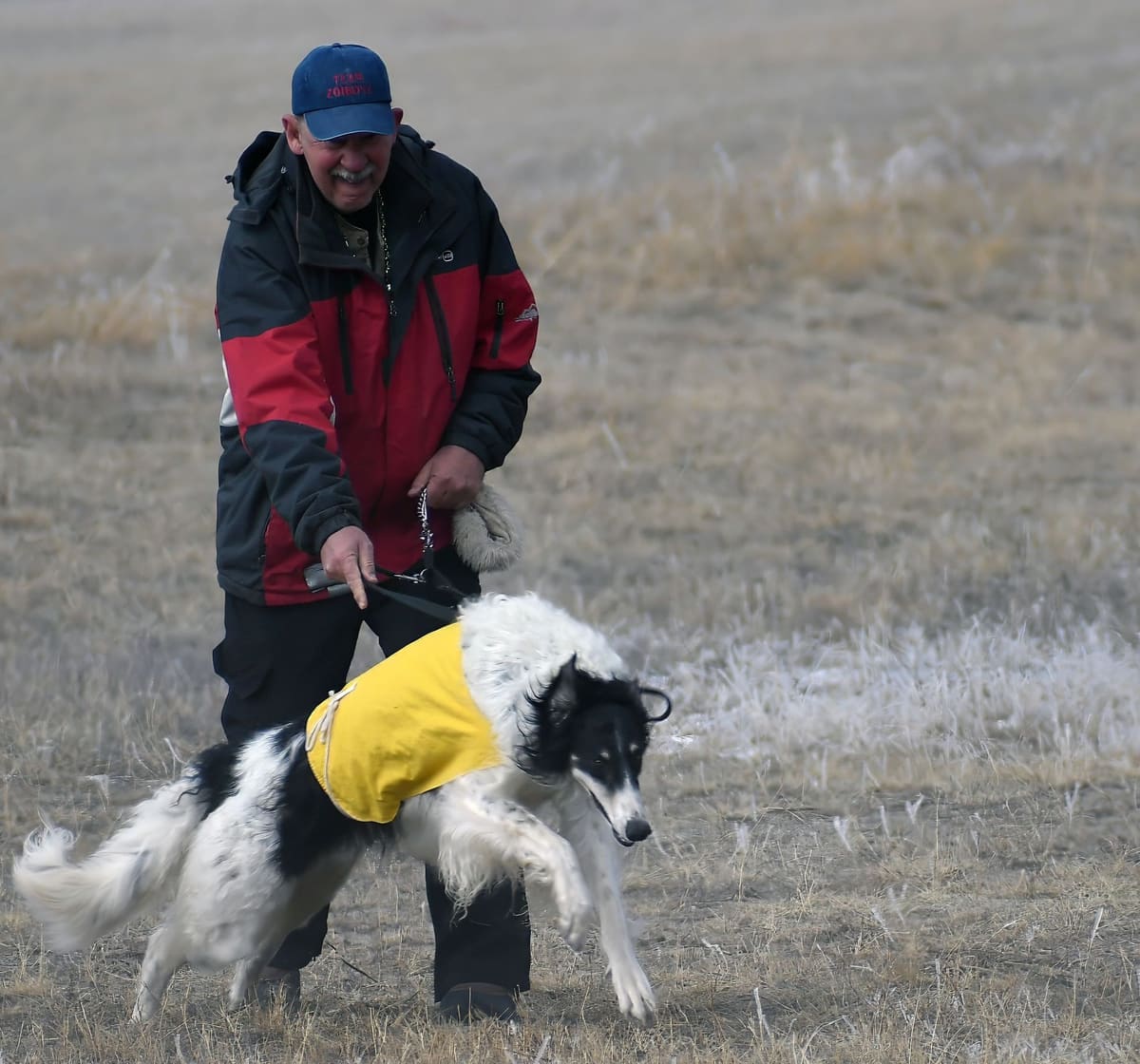 Tom Golcher, in a blue team cap, slipping a black-and-white Borzoi wearing a yellow blanket at the start of a course.