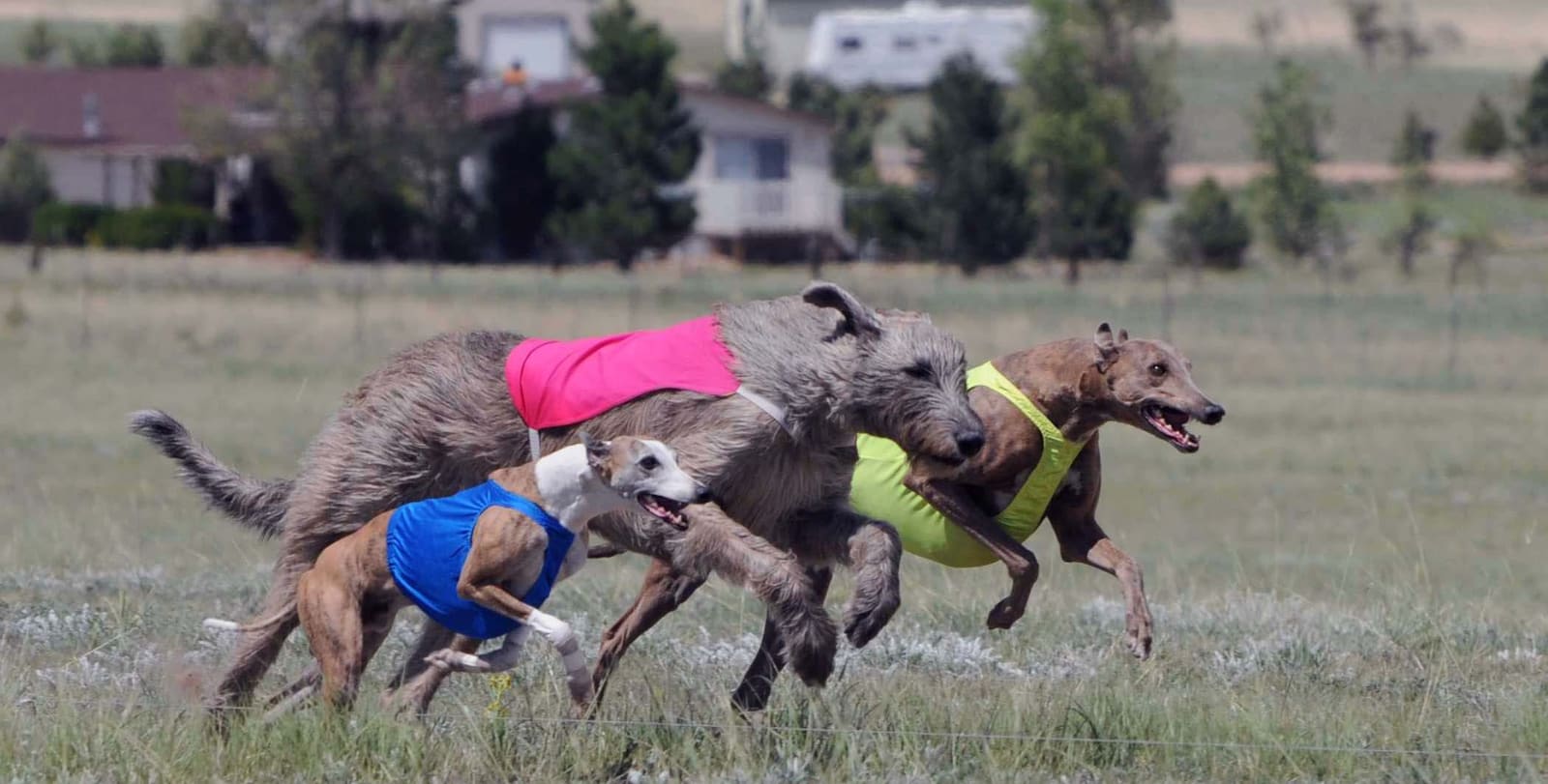 Three sighthounds at full stretch across a summer field, in blue, pink and yellow coursing blankets.